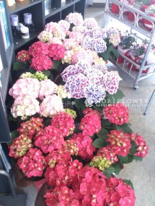 母の日フラワーギフト　フラワーギフト鉢　全国発送