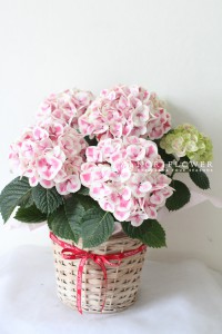 母の日フラワー　ギフト　あじさい鉢