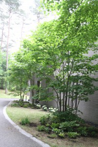 軽井沢ガーデニング　軽井沢植栽